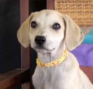 Schattige puppy met gele halsband – HondenLogica